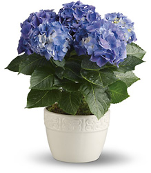 Happy Hydrangea - Blue from Brennan's Florist and Fine Gifts in Jersey City